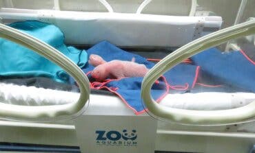 Nacen dos osos pandas gemelos en el Zoo de Madrid