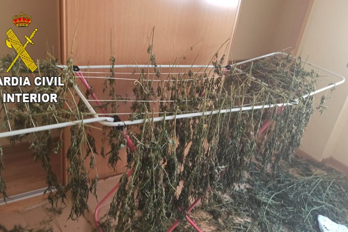 Desmanteladas dos plantaciones de marihuana en Chiloeches y Fuentenovilla