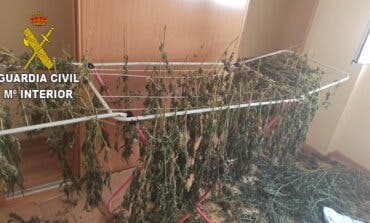 Desmanteladas dos plantaciones de marihuana en Chiloeches y Fuentenovilla