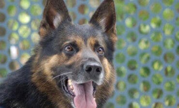 Muere Charly, el perro policía de Torres de la Alameda 