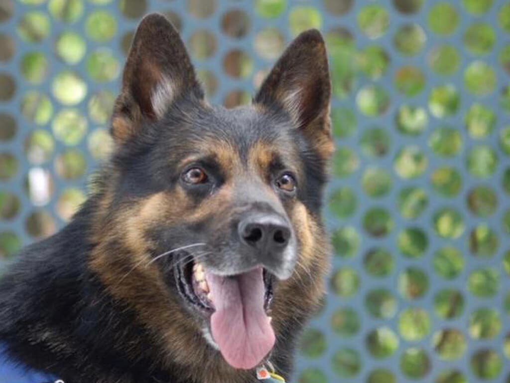 Muere Charly, el perro policía de Torres de la Alameda 
