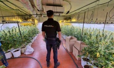 Desmantelan otra plantación de marihuana en Guadalajara, esta vez en Fontanar
