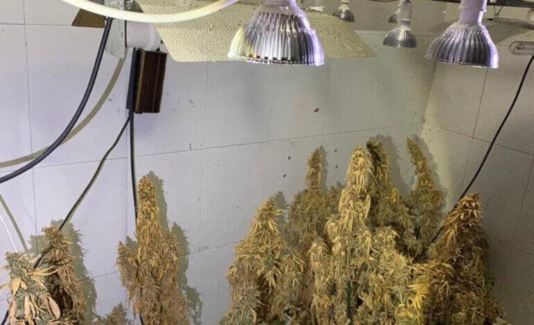 Detenido por cultivar 50 plantas de marihuana en Torrejón de Ardoz 