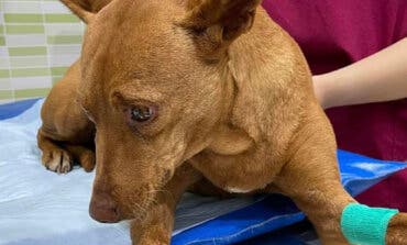 Abandonada llena de perdigones en Campo Real: su dueño es investigado por maltrato animal 