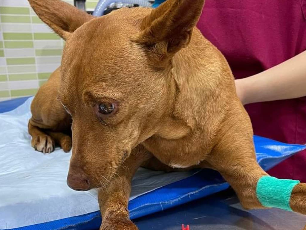 Abandonada llena de perdigones en Campo Real: su dueño es investigado por maltrato animal 