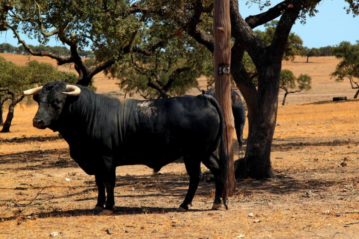 Madrid refuerza su apoyo al toro de lidia con nuevas ayudas para el sector