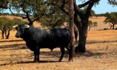 Madrid refuerza su apoyo al toro de lidia con nuevas ayudas para el sector