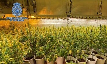 Desmantelada en Cabanillas del Campo una plantación de marihuana con gran capacidad de producción 
