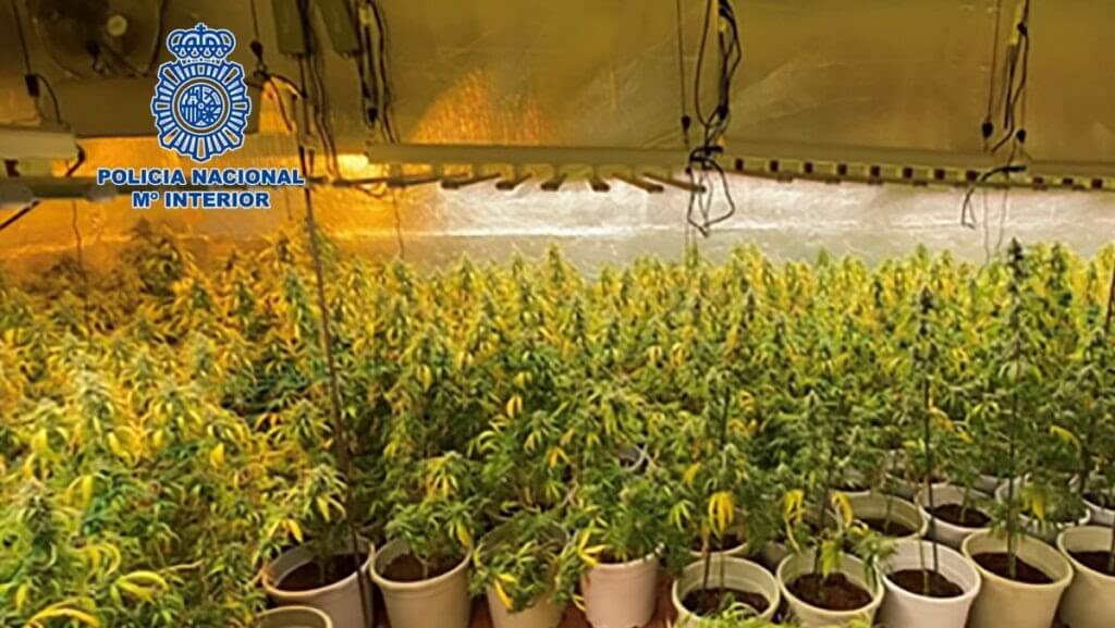 Desmantelada en Cabanillas del Campo una plantación de marihuana con gran capacidad de producción 