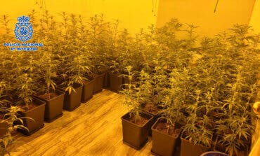 Detenidos padre e hijo por cultivar marihuana en un chalet de lujo de Villalbilla