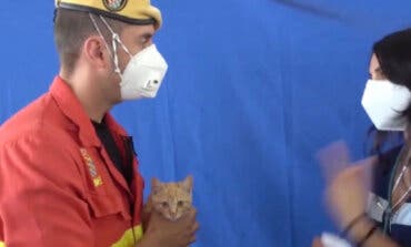 Un militar de la UME adopta al gato al que reanimó en La Palma 