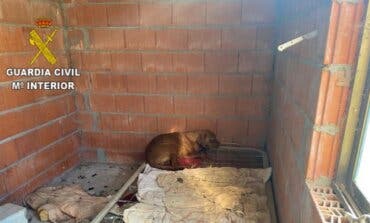 Localizan 15 perros en condiciones muy deficientes en Guadalajara