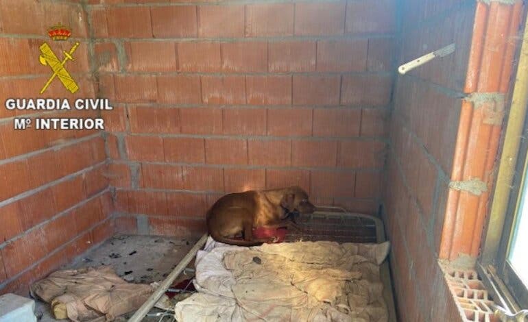 Localizan 15 perros en condiciones muy deficientes en Guadalajara