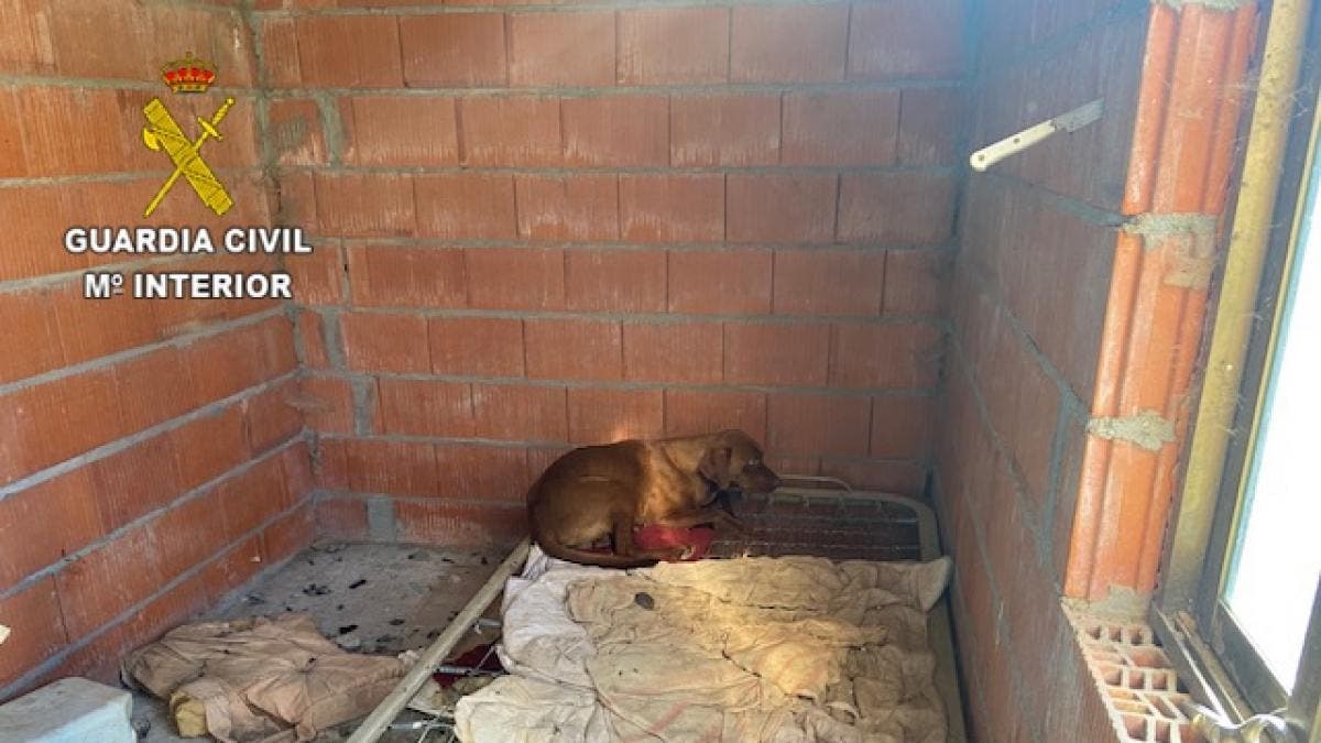Localizan 15 perros en condiciones muy deficientes en Guadalajara