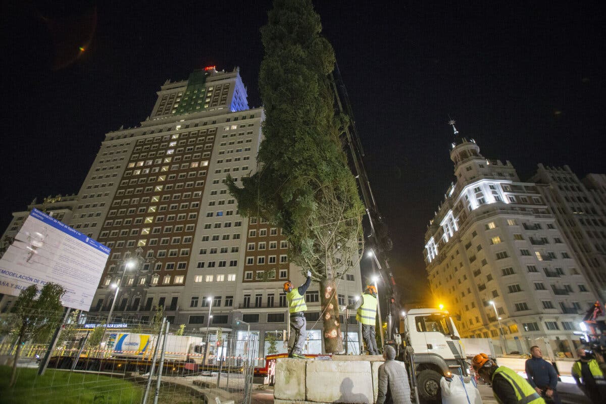 Un abeto natural de 18 metros iluminará la Navidad en Plaza de España 