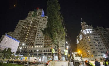 Un abeto natural de 18 metros iluminará la Navidad en Plaza de España 