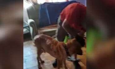 Primera condena por maltrato a un perro en la provincia de Guadalajara
