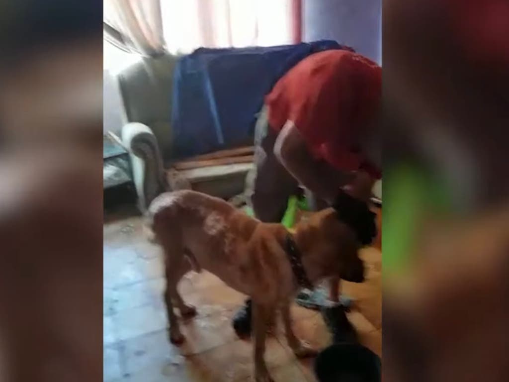 Primera condena por maltrato a un perro en la provincia de Guadalajara