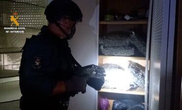 Desmanteladas cuatro plantaciones de marihuana con 4.500 plantas en El Casar, Alovera y Valdeaveruelo