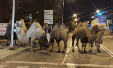 Ocho camellos y una llama se escapan de un circo en Madrid 