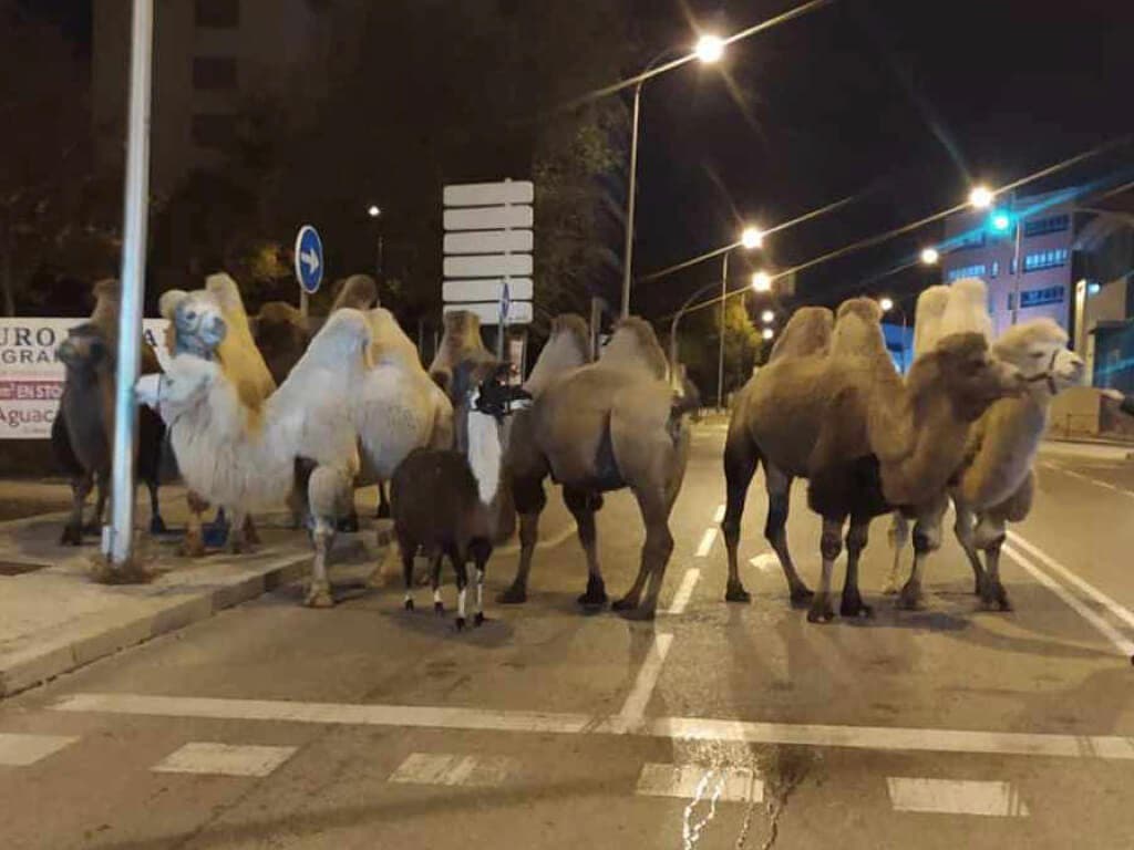 Ocho camellos y una llama se escapan de un circo en Madrid 
