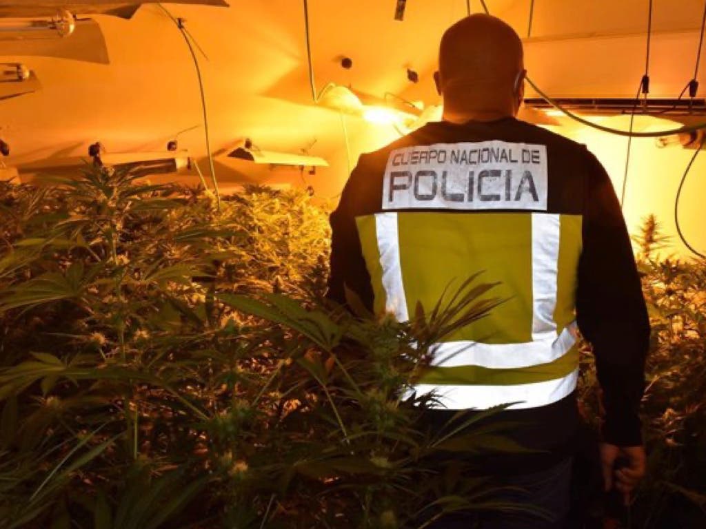 Incautan más de 3.000 plantas de marihuana en Guadalajara en dos operaciones de la Policía Nacional 