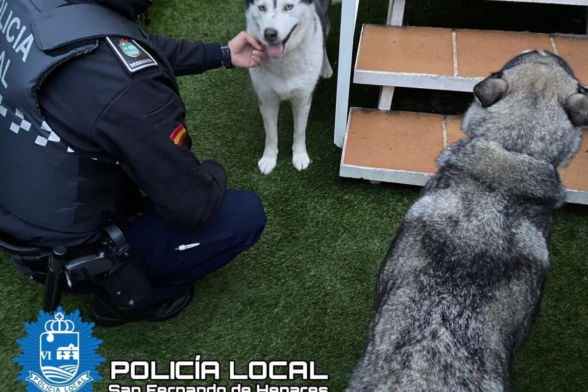 Rescatan a dos perros en San Fernando de Henares aterrorizados por los petardos