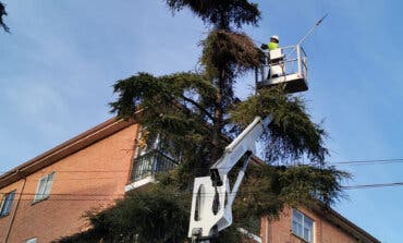 Azuqueca de Henares intensifica las labores de control de cotorras y palomas