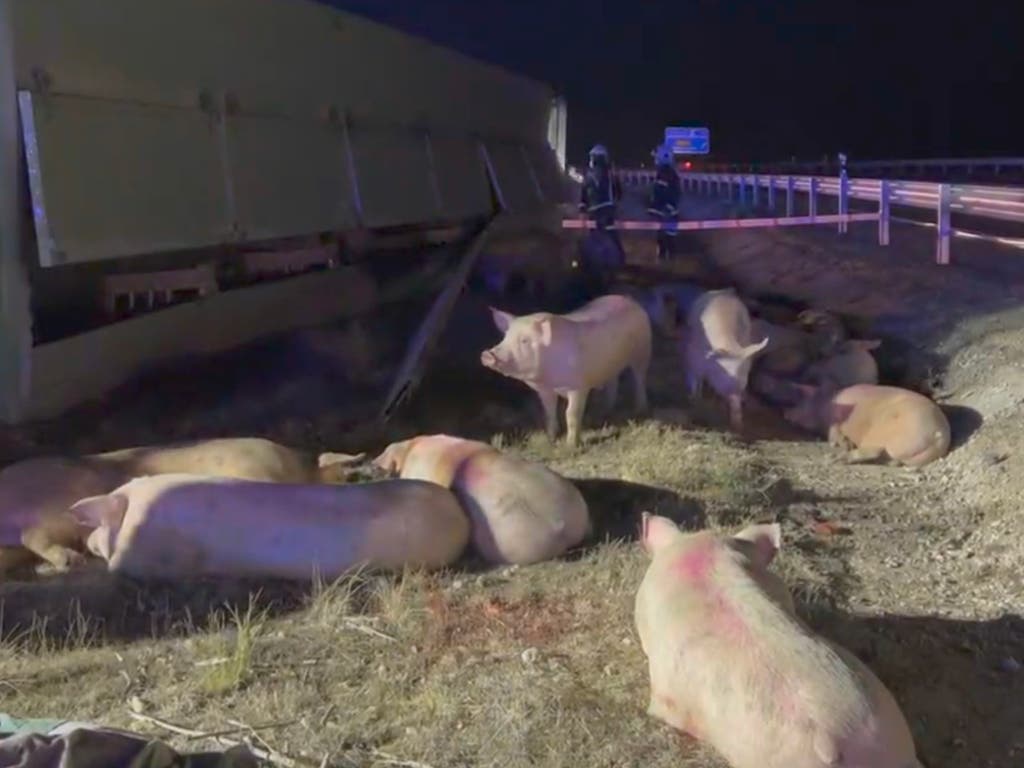 Muere el conductor de un camión que transportaba cerdos al volcar en la A-3