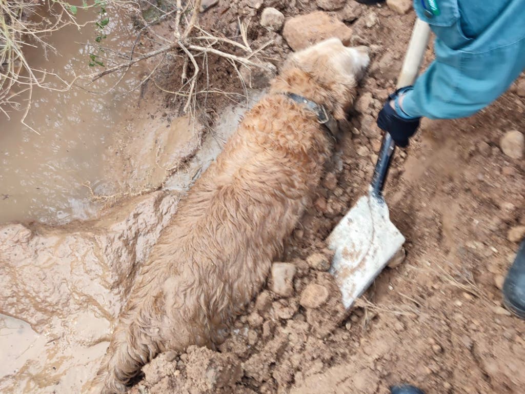 Rescatan a un perro que pasó la noche semienterrado en el fango en Yunquera de Henares 