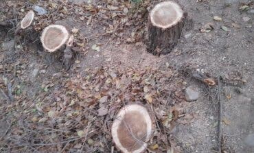 Denuncian la tala de más de un centenar de árboles en Alcalá de Henares 