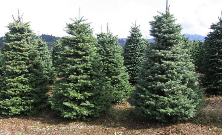 Torrejón recoge los árboles navideños de los vecinos para replantarlos en zonas verdes de la ciudad
