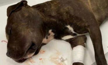 Detenido el joven que arrojó a su perro desde un quinto piso en Nochebuena en Valdemoro 
