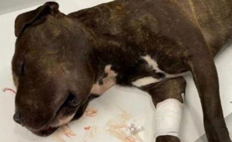 Detenido el joven que arrojó a su perro desde un quinto piso en Nochebuena en Valdemoro 