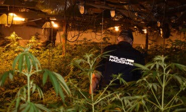 Desmantelada en Guadalajara una plantación de marihuana con 1.299 plantas