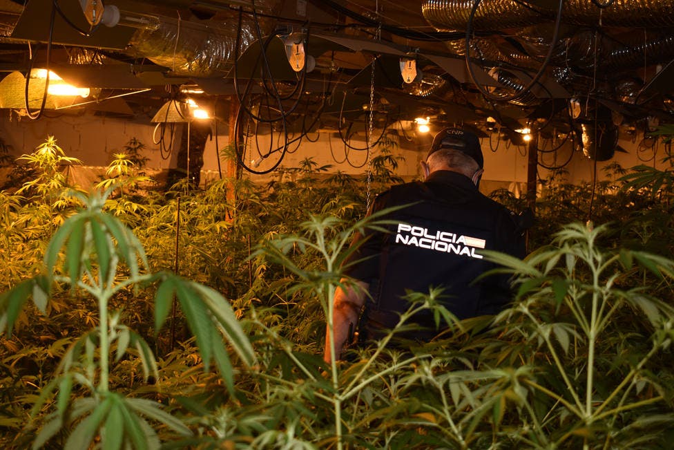 Desmantelada en Guadalajara una plantación de marihuana con 1.299 plantas