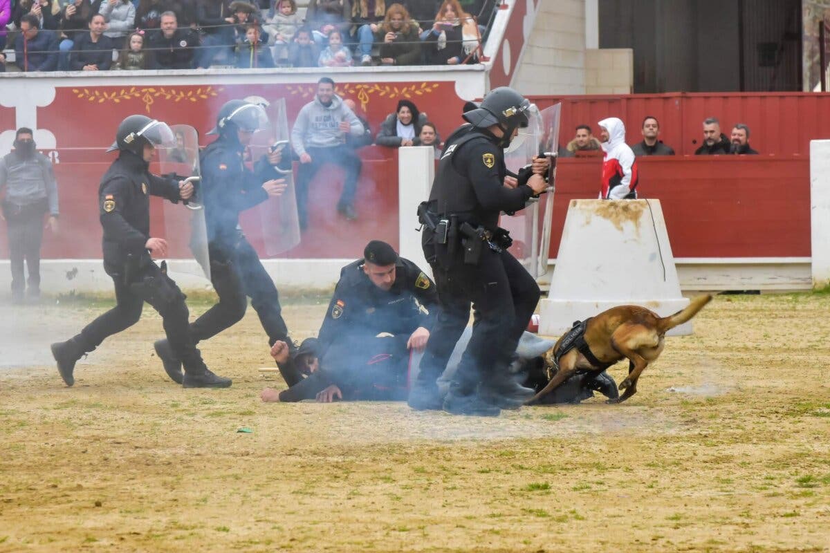La Policía de Torrejón de Ardoz prepara su exhibición del domingo con 25 perros policías 