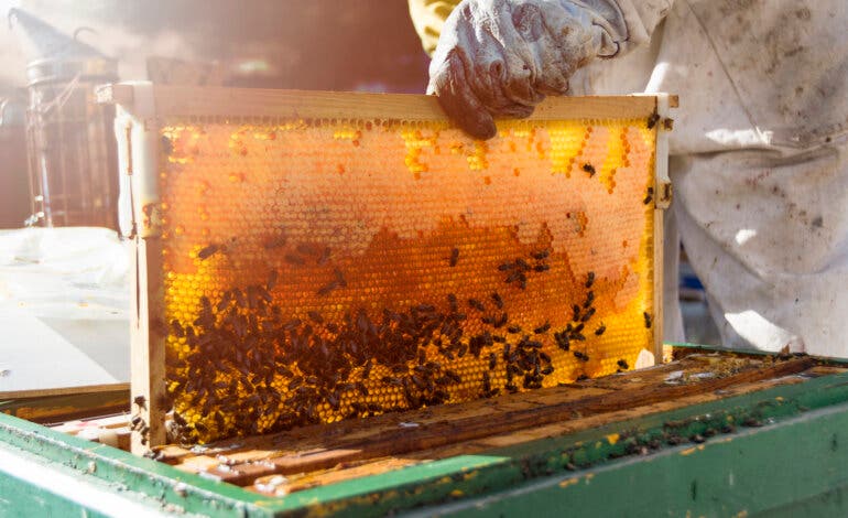 La miel de Villar del Olmo, galardonada como la mejor de España