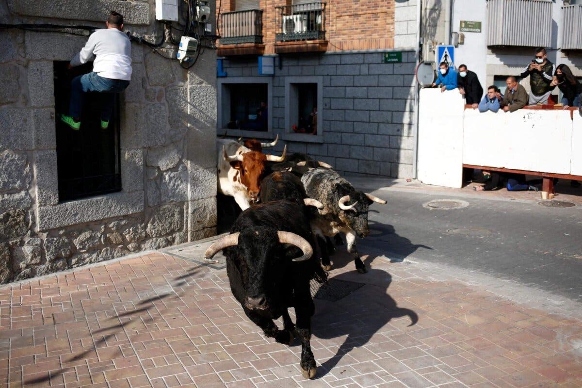 Un pastor cae a los corrales y es corneado por un toro antes del encierro de Valdemorillo