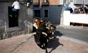 Un pastor cae a los corrales y es corneado por un toro antes del encierro de Valdemorillo