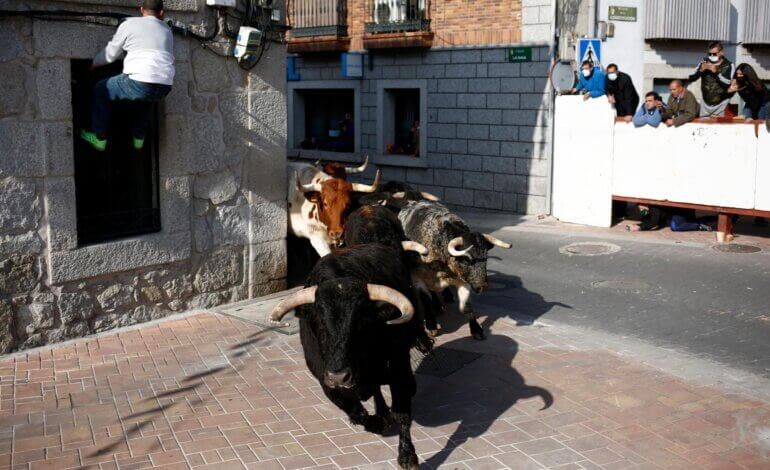 Un pastor cae a los corrales y es corneado por un toro antes del encierro de Valdemorillo