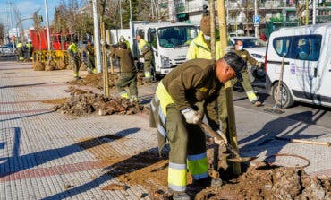 Torrejón de Ardoz ya ha plantado más de 7.000 nuevos árboles de los 10.000 prometidos  