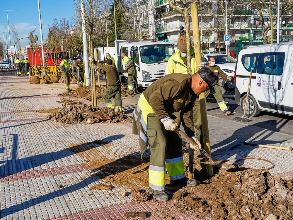 Torrejón de Ardoz ya ha plantado más de 7.000 nuevos árboles de los 10.000 prometidos  