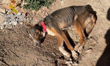 Investigado por abandonar a su perro en Guadalajara, encadenado a una pared y desnutrido 