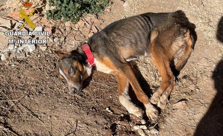 Investigado por abandonar a su perro en Guadalajara, encadenado a una pared y desnutrido 