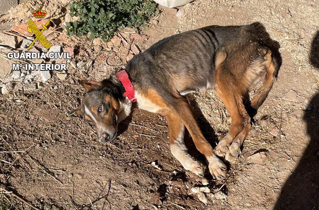 Investigado por abandonar a su perro en Guadalajara, encadenado a una pared y desnutrido 