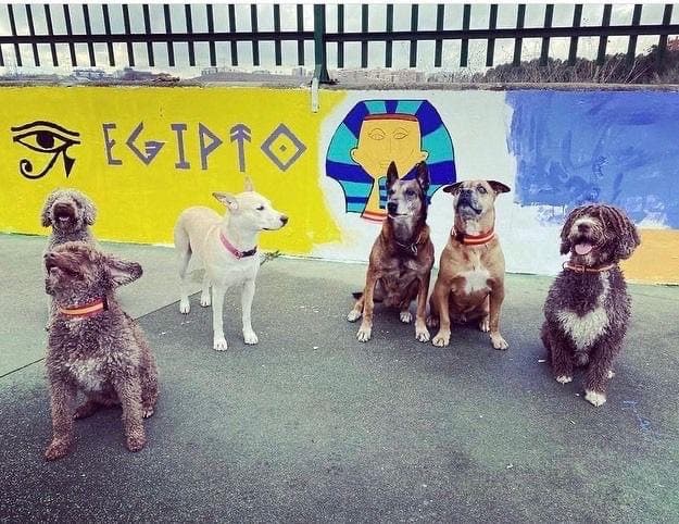 Los perros policía de Coslada visitan a los alumnos del centro de educación especial