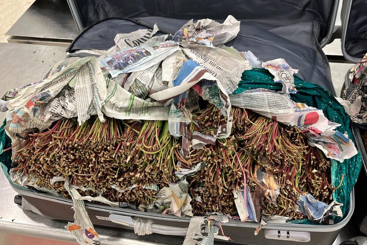 Incautan en Barajas 92 kilos de una potente droga conocida como «hojas de la muerte» 
