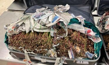 Incautan en Barajas 92 kilos de una potente droga conocida como «hojas de la muerte» 