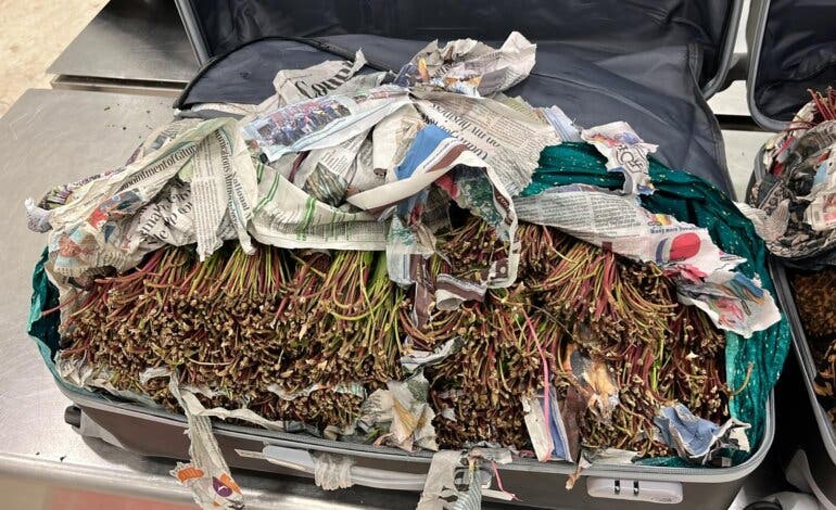 Incautan en Barajas 92 kilos de una potente droga conocida como «hojas de la muerte» 